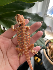 FK5 - Hypo Leatherback Rainbow Tiger poss het Translucent