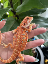 Load image into Gallery viewer, [ON HOLD] FK7 - Hypo Rainbow Tiger poss het Translucent