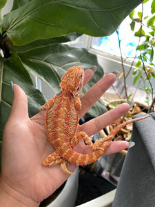 FK3- Hypo Rainbow Tiger poss het Translucent