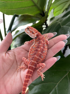 FK9 - Hypo Rainbow Tiger Leatherback poss het Translucent