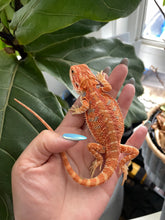 Load image into Gallery viewer, [ON HOLD] FK7 - Hypo Rainbow Tiger poss het Translucent