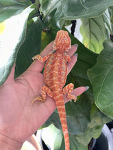 Load image into Gallery viewer, FK3- Hypo Rainbow Tiger poss het Translucent