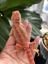 Load image into Gallery viewer, FK8 - Hypo Rainbow Tiger Leatherback poss het Translucent