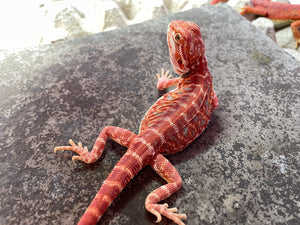 FK9 - Hypo Rainbow Tiger Leatherback poss het Translucent