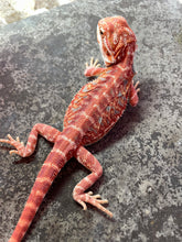 Load image into Gallery viewer, FK9 - Hypo Rainbow Tiger Leatherback poss het Translucent