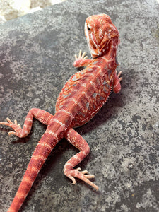 FK9 - Hypo Rainbow Tiger Leatherback poss het Translucent