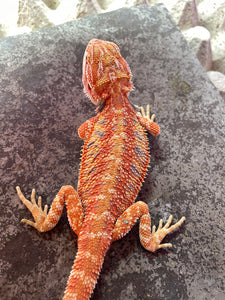 FK3- Hypo Rainbow Tiger poss het Translucent