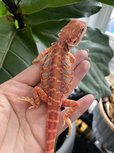 FK8 - Hypo Rainbow Tiger Leatherback poss het Translucent