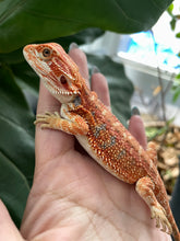 Load image into Gallery viewer, [ON HOLD] FK7 - Hypo Rainbow Tiger poss het Translucent