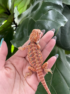 FK5 - Hypo Leatherback Rainbow Tiger poss het Translucent