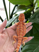 Load image into Gallery viewer, [ON HOLD] FK7 - Hypo Rainbow Tiger poss het Translucent