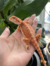Load image into Gallery viewer, [ON HOLD] FK7 - Hypo Rainbow Tiger poss het Translucent