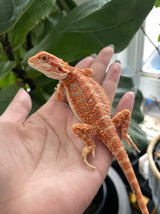 [ON HOLD] FK7 - Hypo Rainbow Tiger poss het Translucent