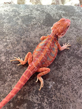 Load image into Gallery viewer, FK8 - Hypo Rainbow Tiger Leatherback poss het Translucent