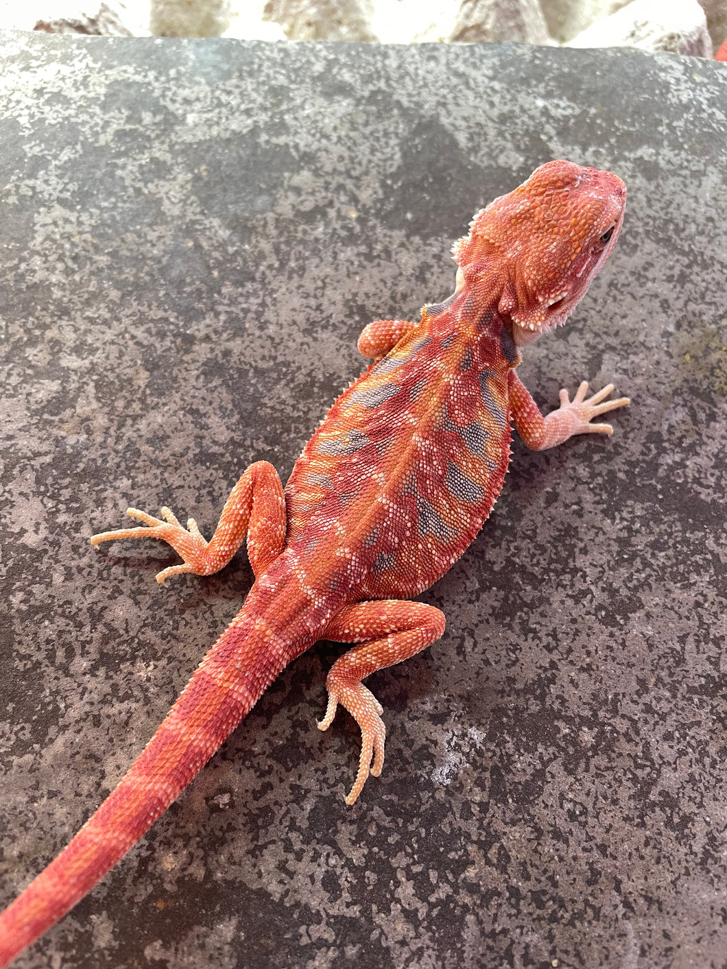 FK8 - Hypo Rainbow Tiger Leatherback poss het Translucent