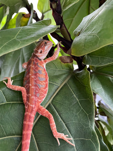 FK8 - Hypo Rainbow Tiger Leatherback poss het Translucent