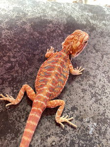 FK5 - Hypo Leatherback Rainbow Tiger poss het Translucent