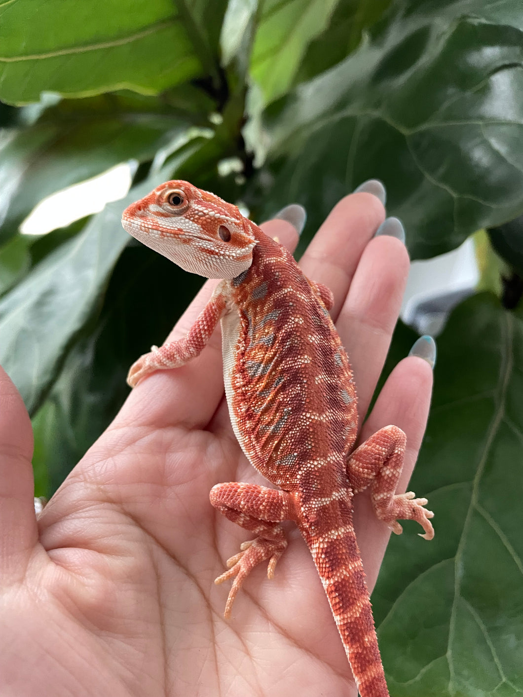 FK9 - Hypo Rainbow Tiger Leatherback poss het Translucent