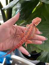 Load image into Gallery viewer, FK8 - Hypo Rainbow Tiger Leatherback poss het Translucent