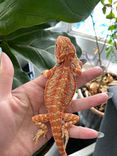 Load image into Gallery viewer, FK3- Hypo Rainbow Tiger poss het Translucent