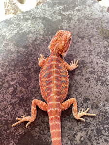 FK5 - Hypo Leatherback Rainbow Tiger poss het Translucent