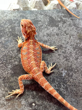 Load image into Gallery viewer, [ON HOLD] FK7 - Hypo Rainbow Tiger poss het Translucent