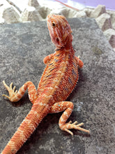 Load image into Gallery viewer, FK3- Hypo Rainbow Tiger poss het Translucent