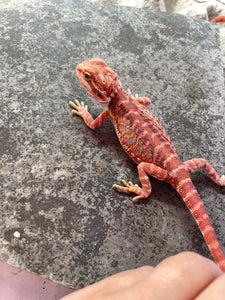 FK9 - Hypo Rainbow Tiger Leatherback poss het Translucent