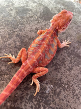 Load image into Gallery viewer, FK8 - Hypo Rainbow Tiger Leatherback poss het Translucent