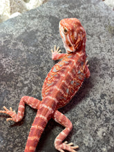Load image into Gallery viewer, FK9 - Hypo Rainbow Tiger Leatherback poss het Translucent