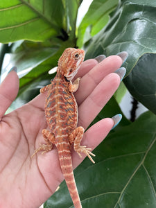 FK5 - Hypo Leatherback Rainbow Tiger poss het Translucent