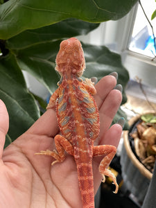 FK8 - Hypo Rainbow Tiger Leatherback poss het Translucent