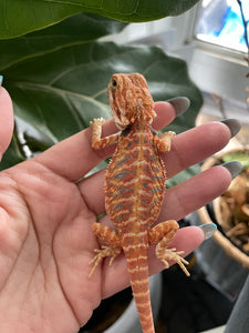 FK5 - Hypo Leatherback Rainbow Tiger poss het Translucent