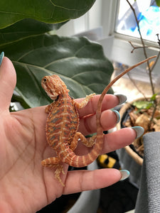 FK5 - Hypo Leatherback Rainbow Tiger poss het Translucent