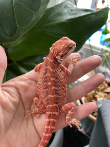 FK9 - Hypo Rainbow Tiger Leatherback poss het Translucent