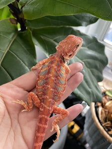 FK8 - Hypo Rainbow Tiger Leatherback poss het Translucent