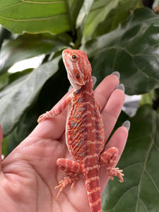 FK9 - Hypo Rainbow Tiger Leatherback poss het Translucent