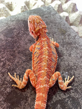 Load image into Gallery viewer, FK3- Hypo Rainbow Tiger poss het Translucent