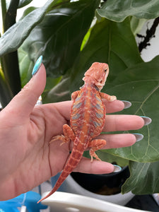 FK8 - Hypo Rainbow Tiger Leatherback poss het Translucent